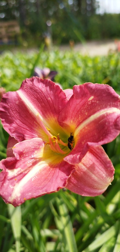 bylina do ogrodu Marousjka liliowiec